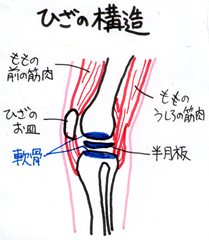 福岡　博多　整体　膝痛　膝の痛み　膝の構造