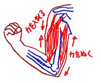 福岡　博多　てんびんカイロプラクティック整体院　腕の図